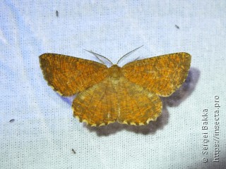 Angerona prunaria