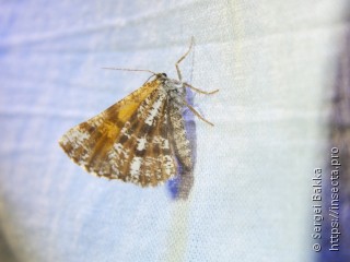 Bupalus piniaria