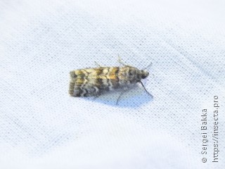 Dioryctria abietella