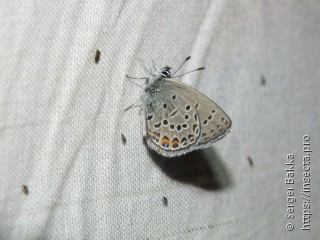 Plebejus optilete