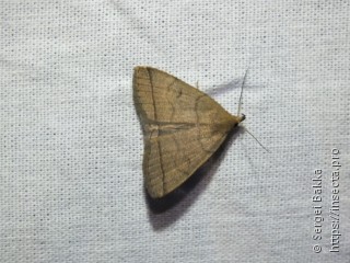 Herminia tarsipennalis