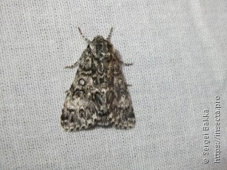 Acronicta megacephala