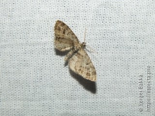 Eupithecia exiguata