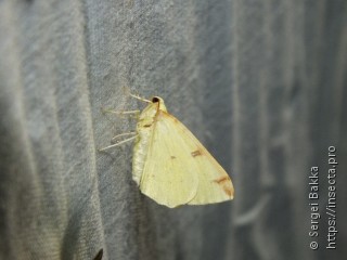 Opisthograptis luteolata