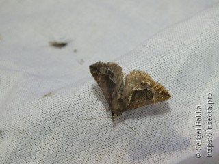 Hypena crassalis