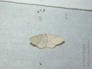 Cyclophora albipunctata