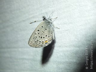 Plebejus optilete