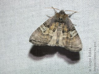 Tethea ocularis