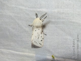 Spilosoma lubricipeda