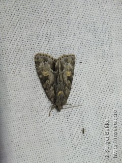 Acronicta strigosa