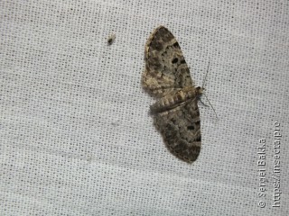 Eupithecia abietaria