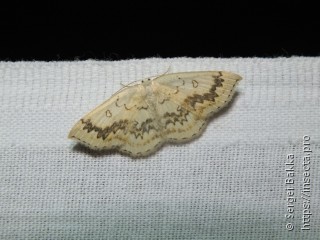 Cyclophora annularia