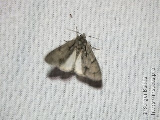 Acronicta psi