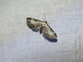 Eupithecia succenturiata