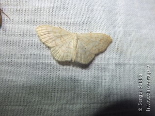 Scopula floslactata