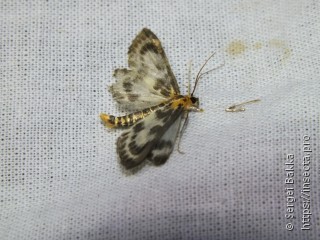 Anania hortulata