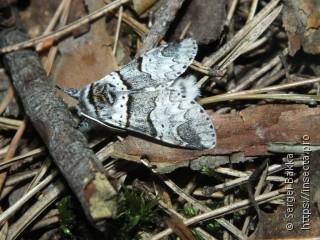 Furcula bifida