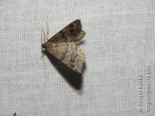 Macaria signaria