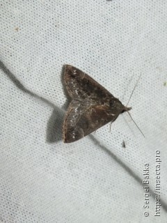 Hypena crassalis