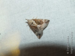 Hypena crassalis