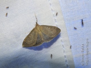 Anania fuscalis