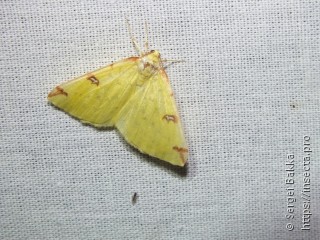 Opisthograptis luteolata