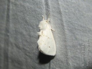 Leucodonta bicoloria