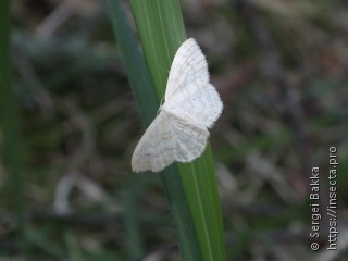 Scopula floslactata