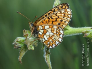 Boloria eunomia