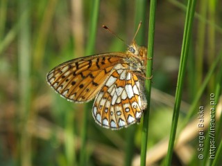 Boloria eunomia