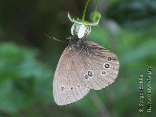 Aphantopus hyperantus