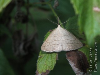 Polypogon tentacularia