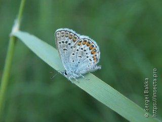 Plebejus argus