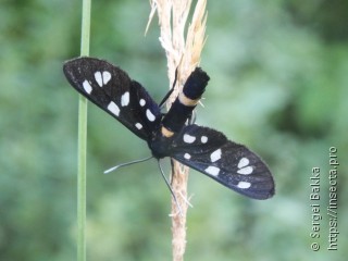 Amata nigricornis