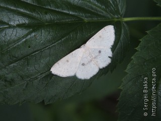 Cyclophora albipunctata