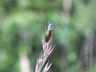 Agrilus subauratus