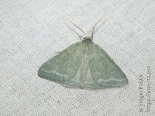 Pseudoterpna pruinata