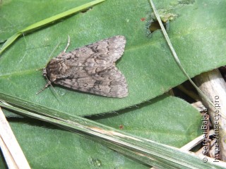 Acronicta auricoma