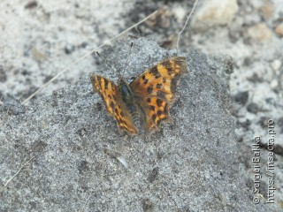 Polygonia c-album