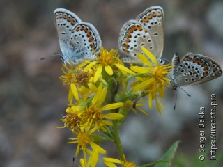 Plebejus argus