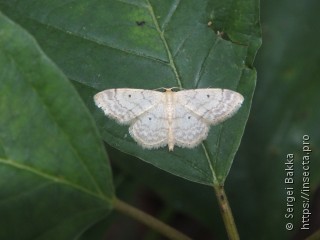 Idaea biselata