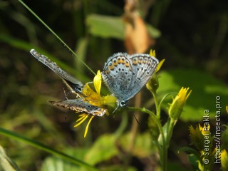 Plebejus argus