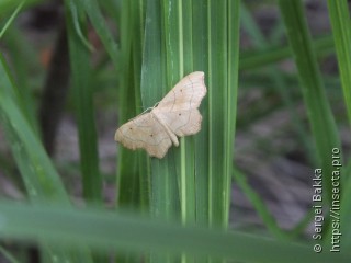 Idaea emarginata