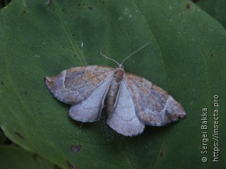 Eulithis testata