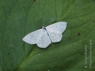 Scopula immutata