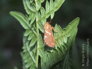 Phymatopus hecta