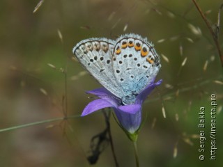 Plebejus argus