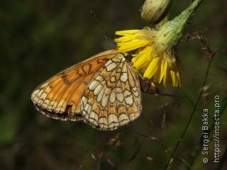 Melitaea athalia