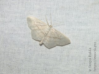 Scopula nigropunctata