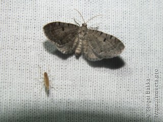 Eupithecia